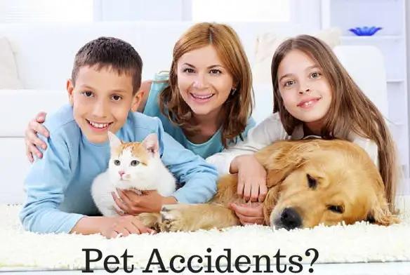 Comparing Pet Insurance Providers