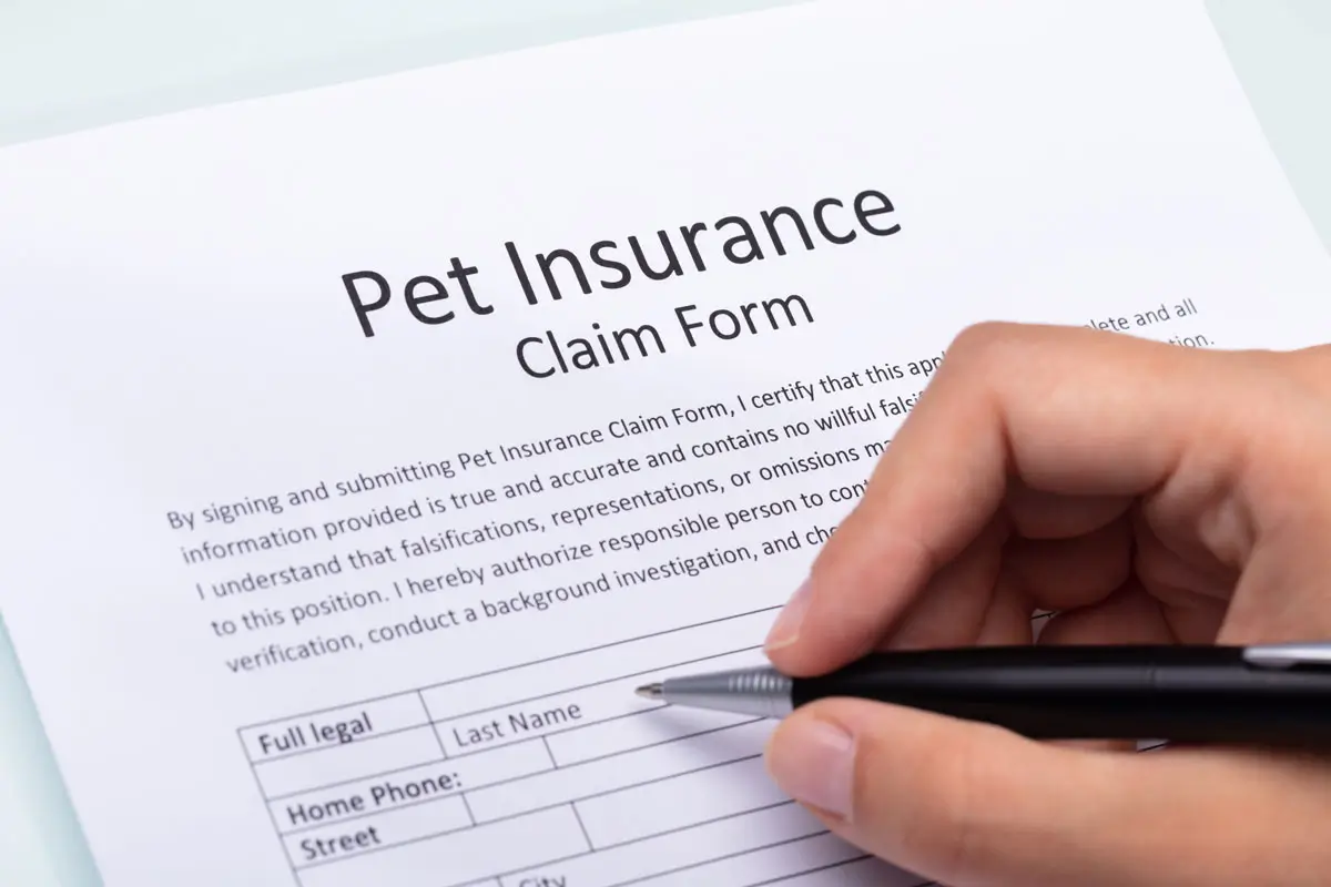 How to File a Pet Insurance Claim Successfully-