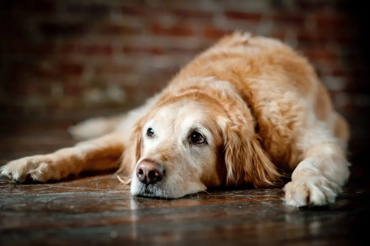 Pet Insurance for Senior Pets