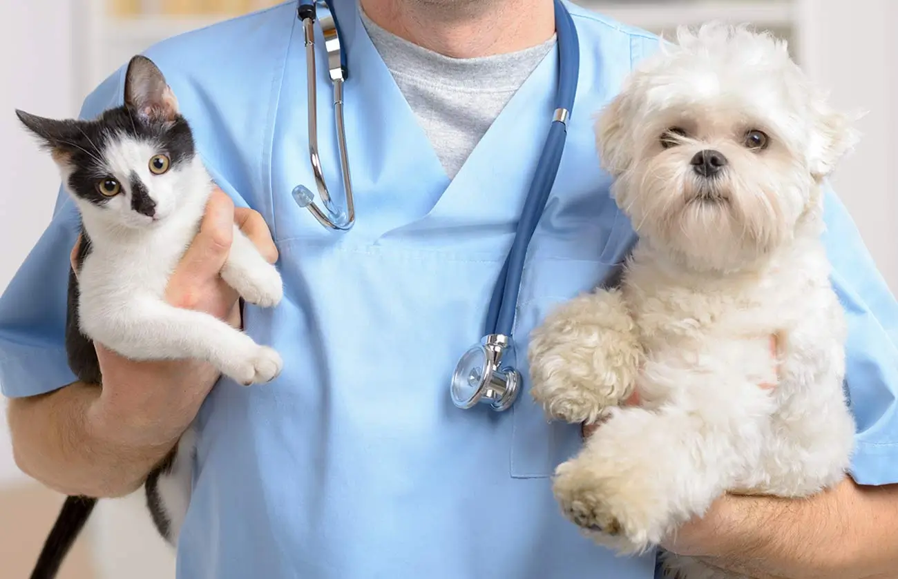 Types of Pet Medical Coverage Plans