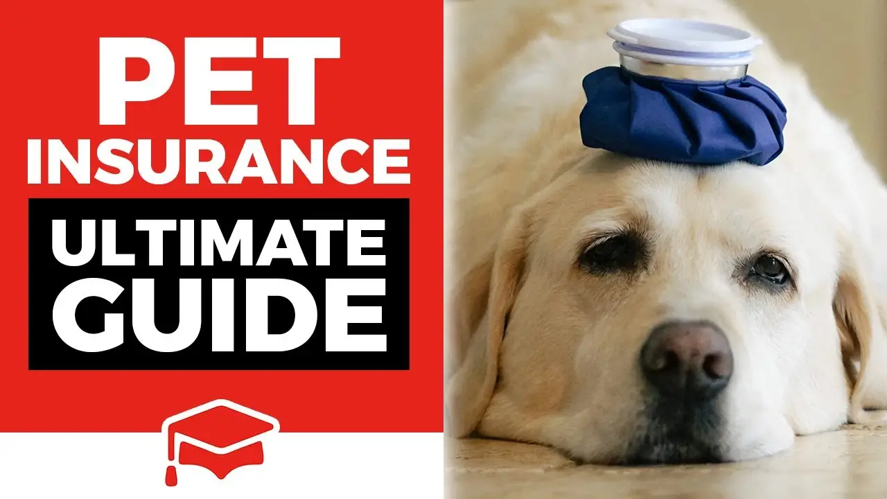 The-Ultimate-Guide-to-Pet-Health-Insurance-.webp