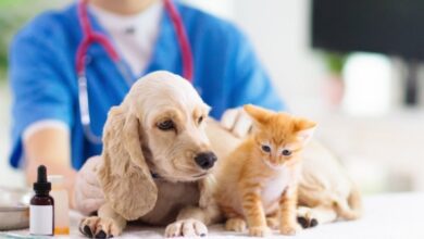 Comprehensive-Guide-to-the-Best-Pet-Wellness-Plans-and-Routine-Care-Coverage-in-2024.jpg