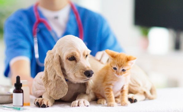 Comprehensive-Guide-to-the-Best-Pet-Wellness-Plans-and-Routine-Care-Coverage-in-2024.jpg