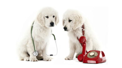 Emergency-Pet-Insurance_petsinsurances.net-.