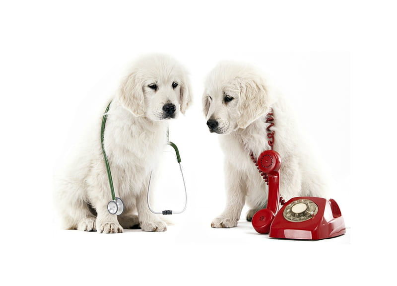 Emergency-Pet-Insurance_petsinsurances.net-.