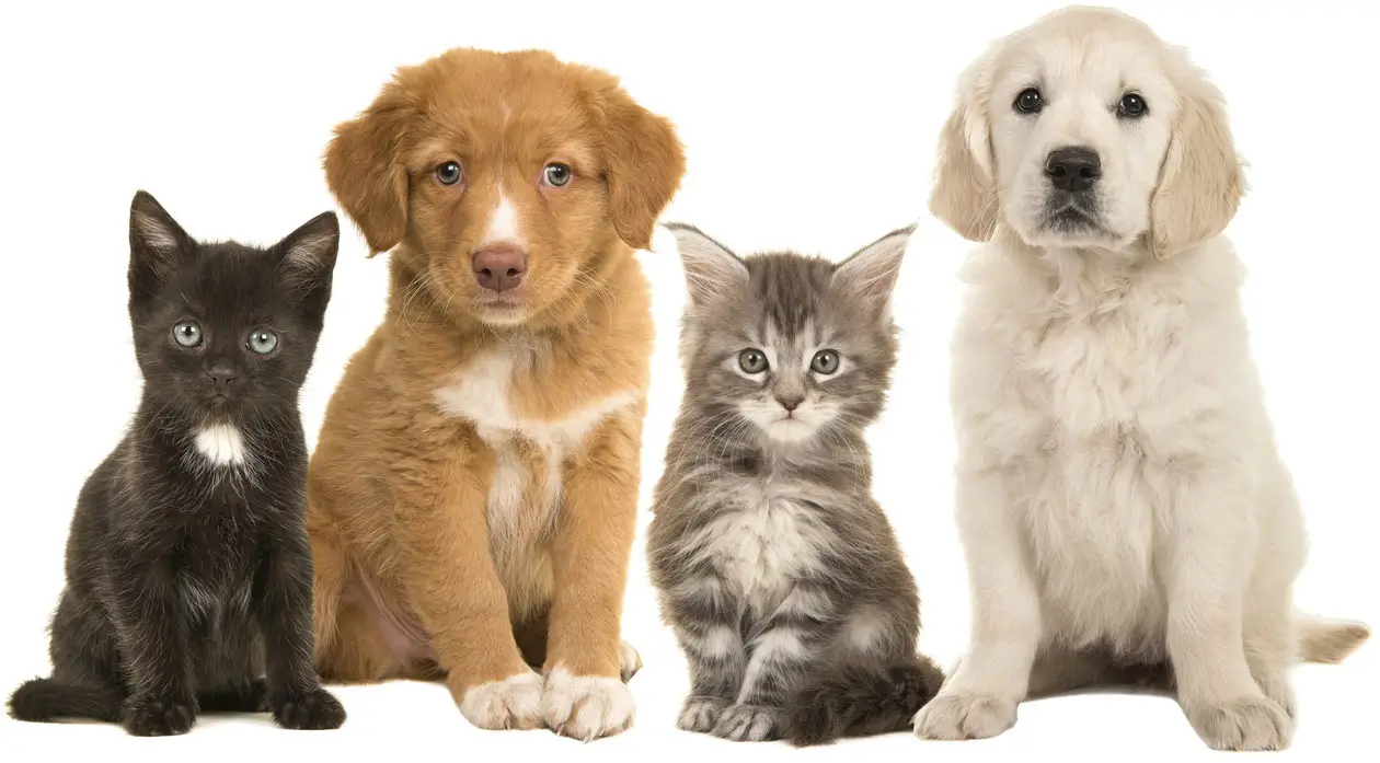 Is Pet Insurance Worth It for Young Pets_petsinsurances.net-