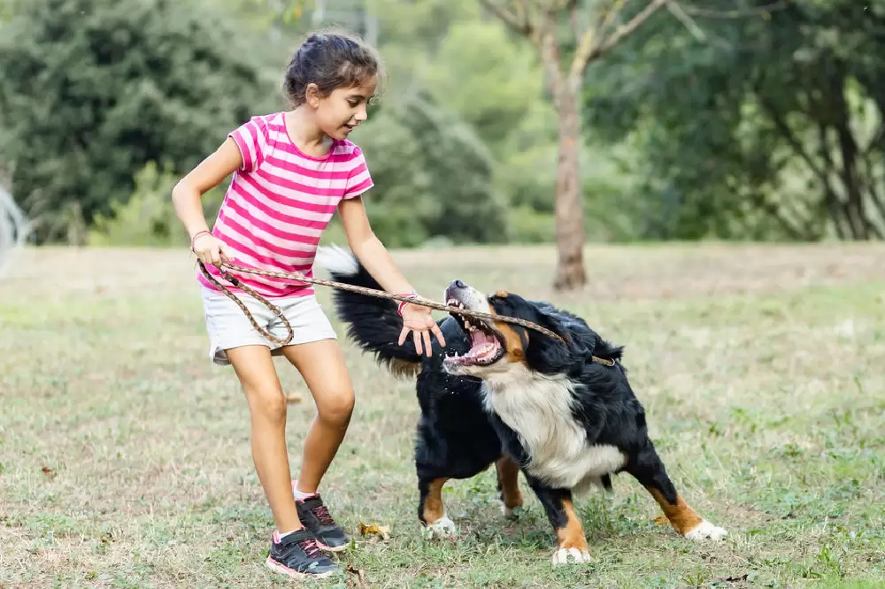 Dog Breeds Commonly Banned by Home Insurance Companies