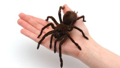 The-Dangers-of-Owning-Exotic-Pets-and-the-Importance-of-Insurance-Coverage_.jpg