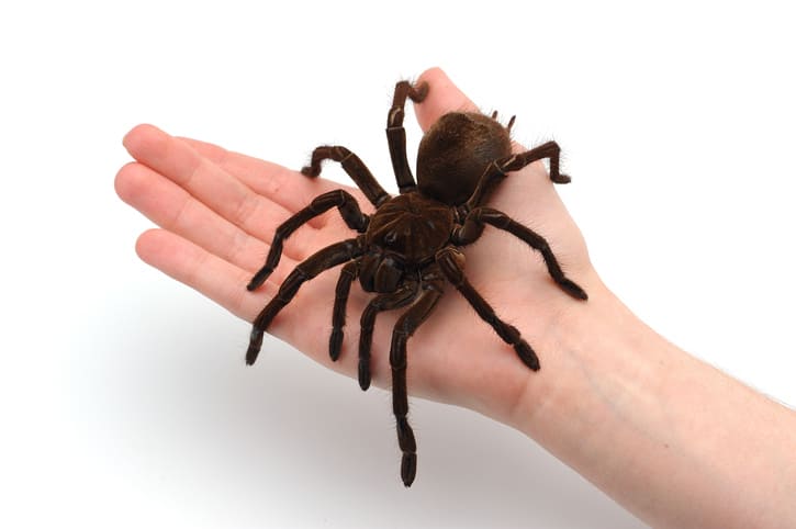 The-Dangers-of-Owning-Exotic-Pets-and-the-Importance-of-Insurance-Coverage_.jpg