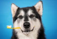 Top Pet Dental Insurance Plans for 2024