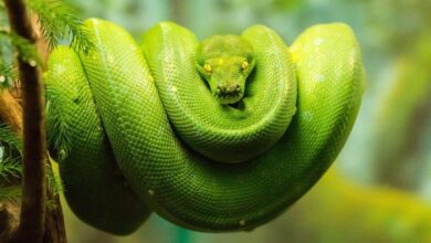 Understanding Exotic Pet Insurance for Snakes: Comprehensive Guide for Reptile Enthusiasts