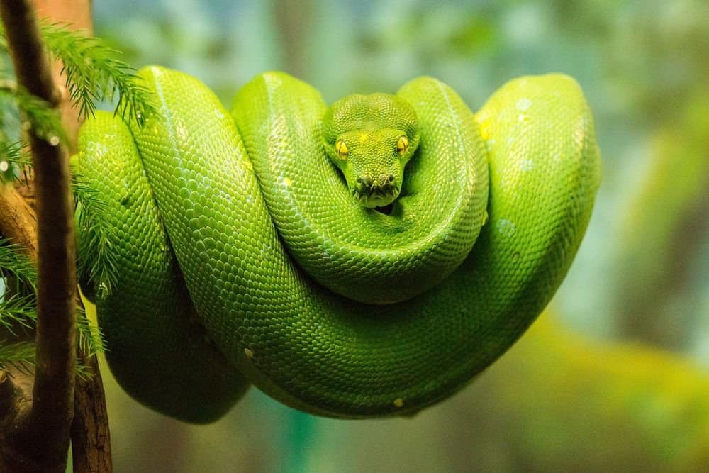 Understanding Exotic Pet Insurance for Snakes: Comprehensive Guide for Reptile Enthusiasts