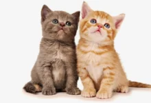 Understanding Pet Insurance Kitten_Why It's Essential.w