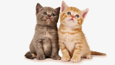 Understanding Pet Insurance Kitten_Why It's Essential.w