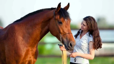 Understanding-Pet-Insurance-for-Horses_-A-Comprehensive-Guide-for-2024_petsinsurances.webp