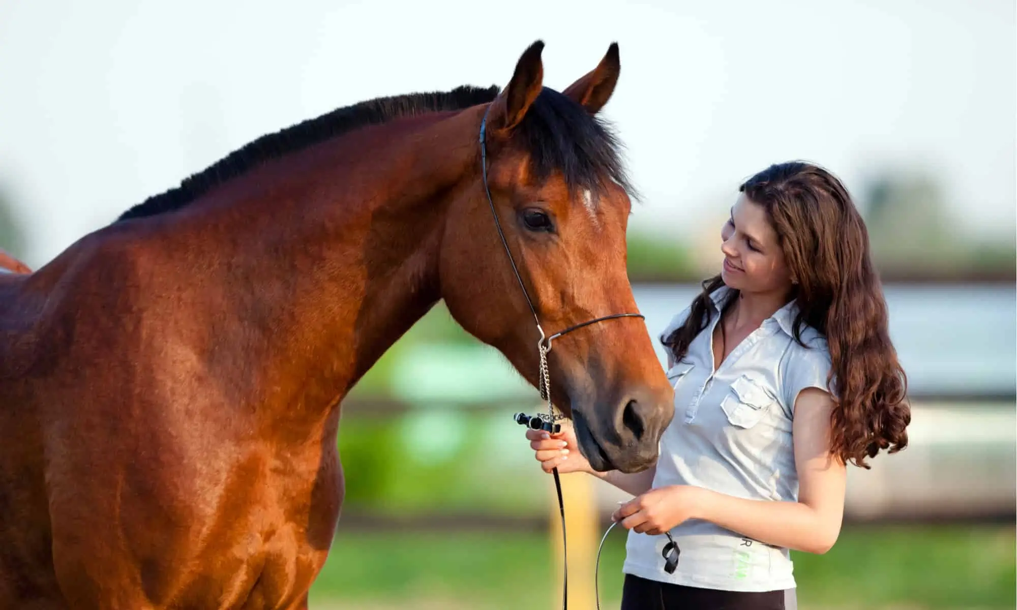 Understanding-Pet-Insurance-for-Horses_-A-Comprehensive-Guide-for-2024_petsinsurances.webp