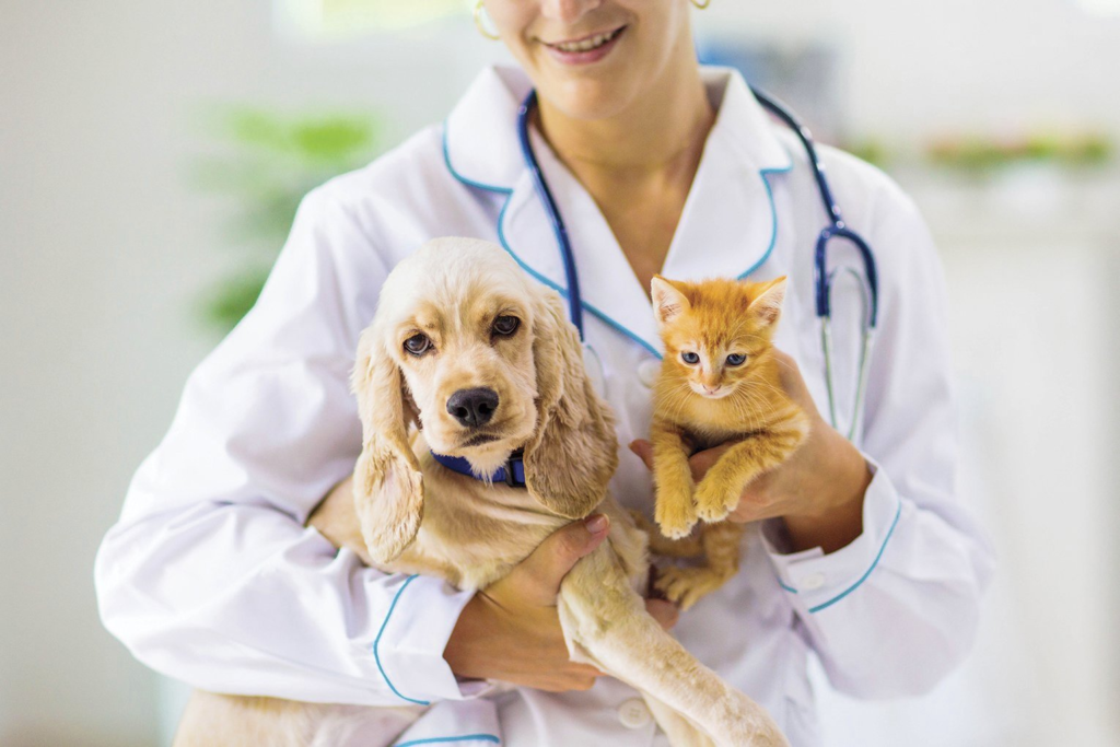 Best Pet Insurance Companies for June 2024