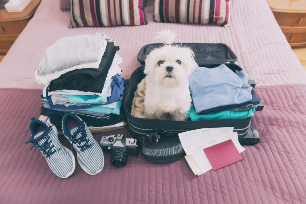 How Travel Insurance for Pets Ensures a Stress-Free Vacation