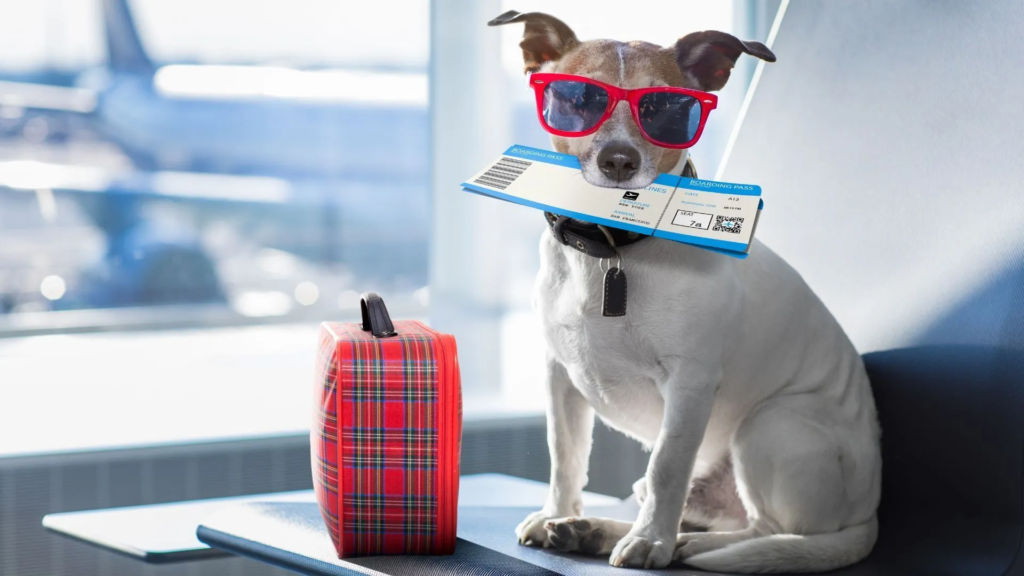 How Travel Insurance for Pets Ensures a Stress-Free Vacation