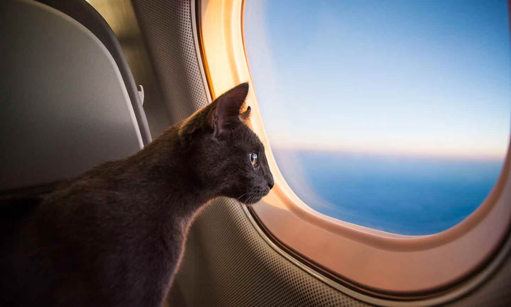 How Travel Insurance for Pets Ensures a Stress-Free Vacation