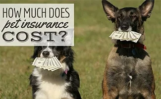 How Much Does Ohio Pet Insurance Cost? petsinsurances.net