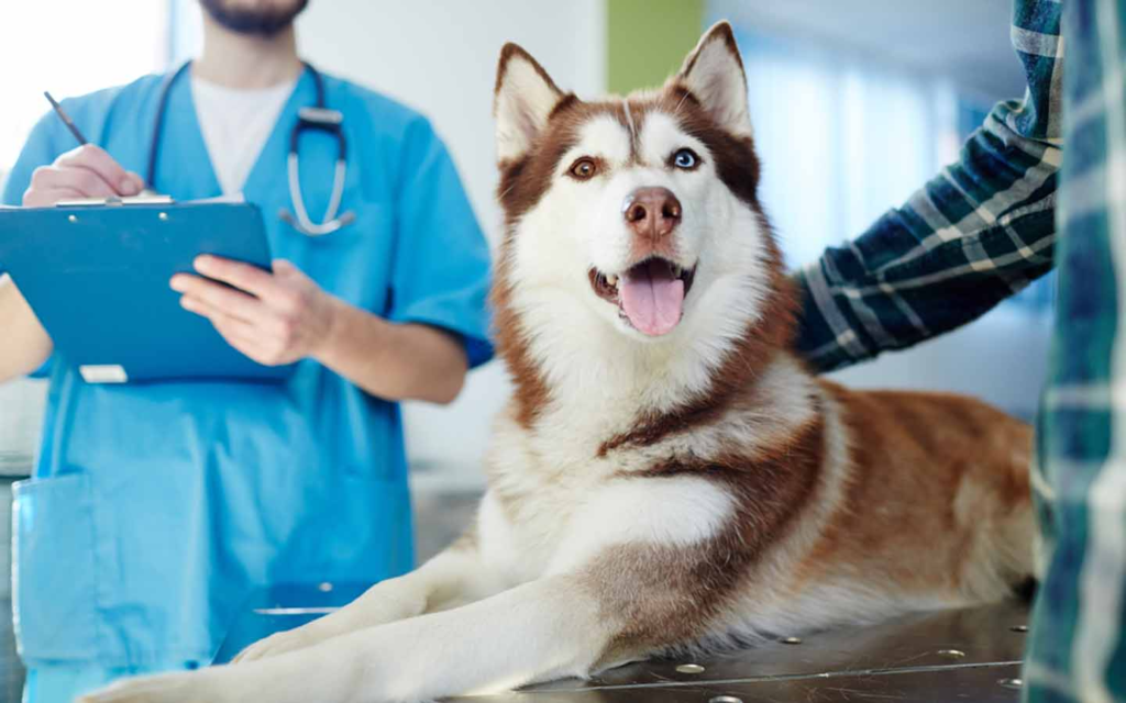 Best Pet Insurance Companies for June 2024