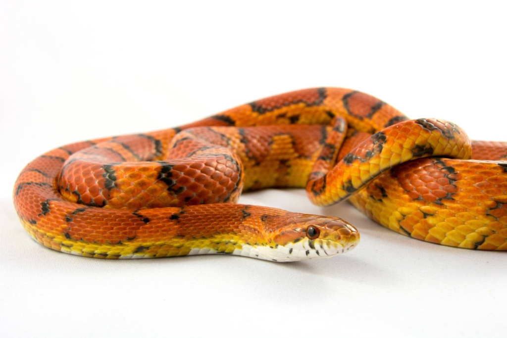 Importance of Insuring Exotic Pets: Reptiles and Their Unique Needs