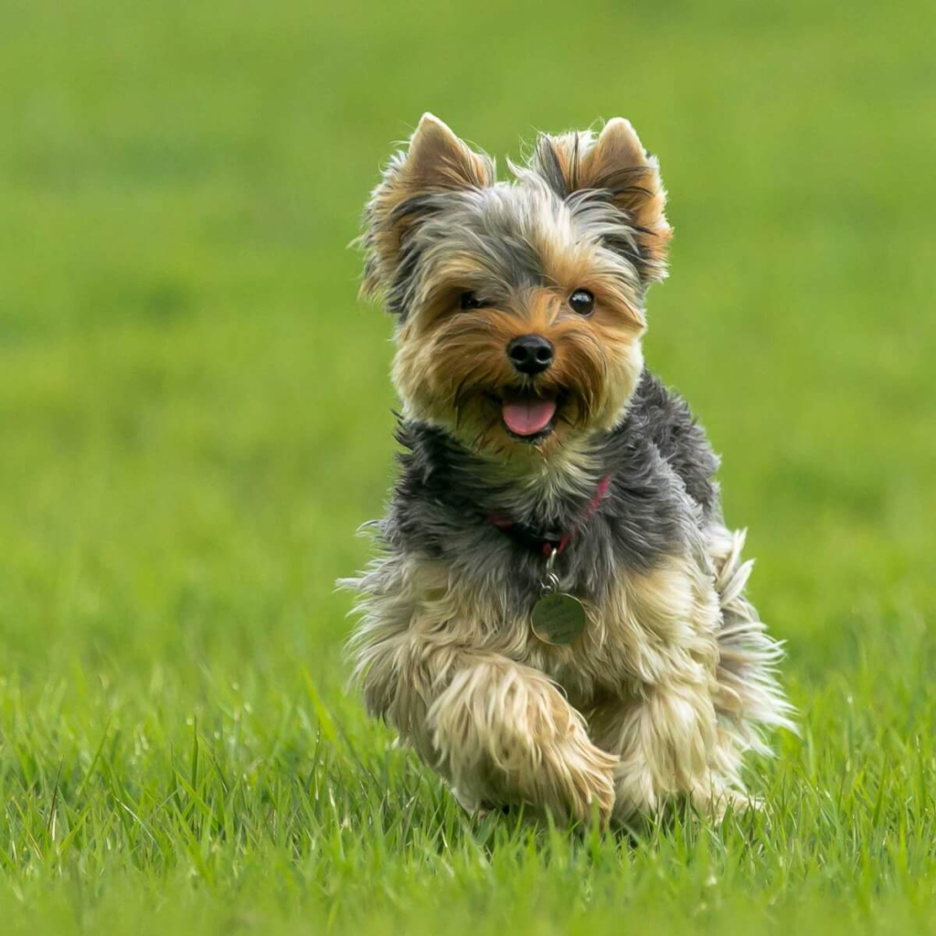 Dog Breeds Prone to Dental Disease