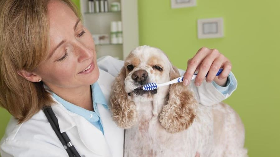 Top Pet Dental Insurance Plans for 2024