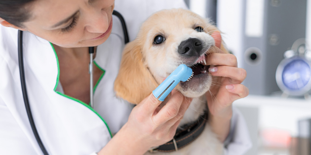 Top Pet Dental Insurance Plans for 2024