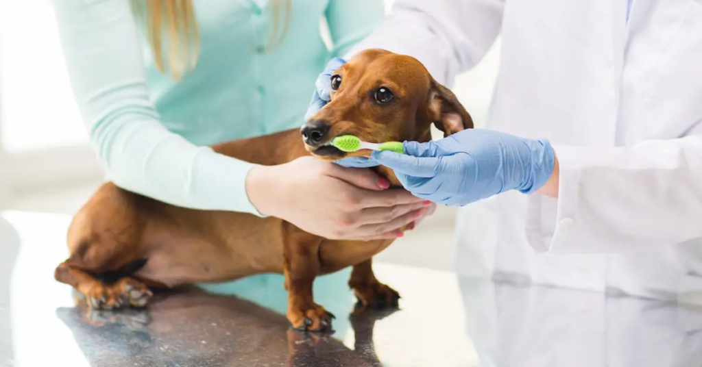 Top Pet Dental Insurance Plans for 2024