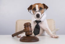 Anti-Dog Breed-Specific Legislation_State-by-State Overview_petsinsurances.net.jpg