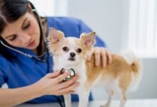 Dog-insurance_-Is-It-Right-For-Your-Furry-Companion_petsinsurances.net_.jpg