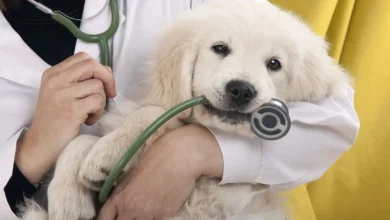 The Comprehensive Guide to Pet Owners' Veterinary Expenses-petsinsurances.net--.