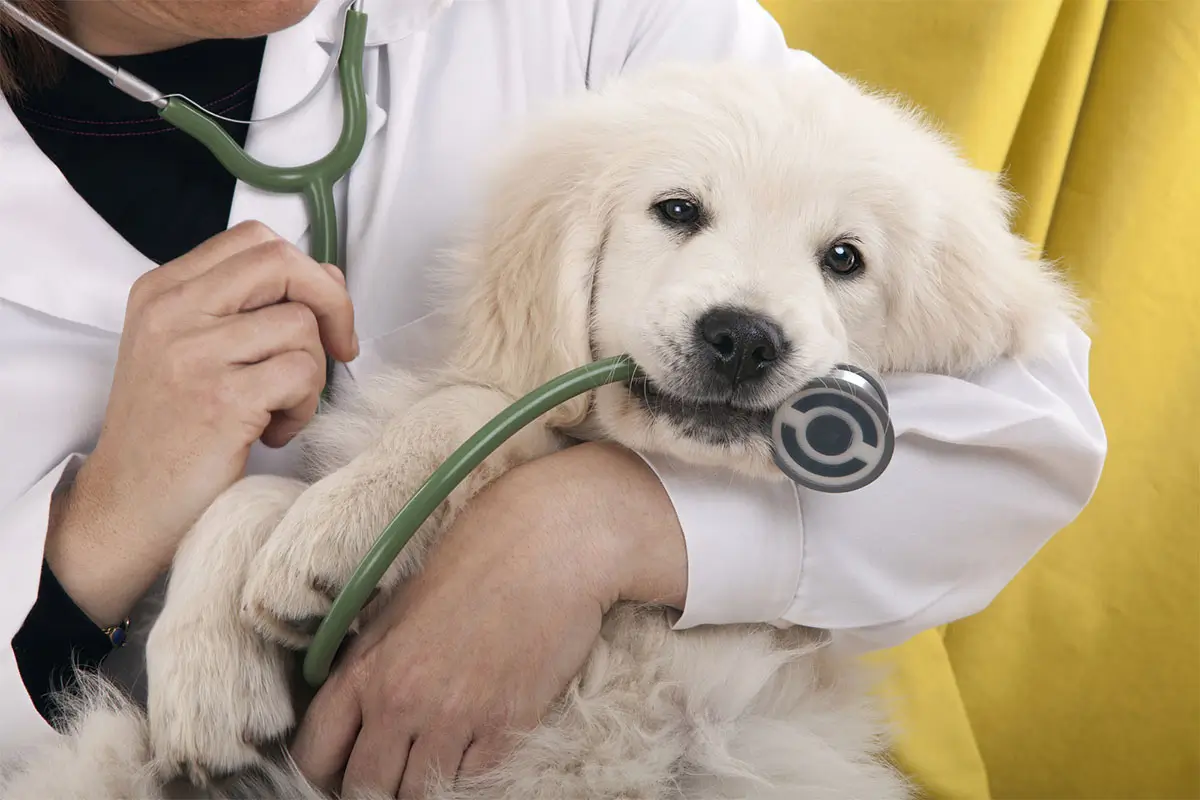 The Comprehensive Guide to Pet Owners' Veterinary Expenses-petsinsurances.net--.