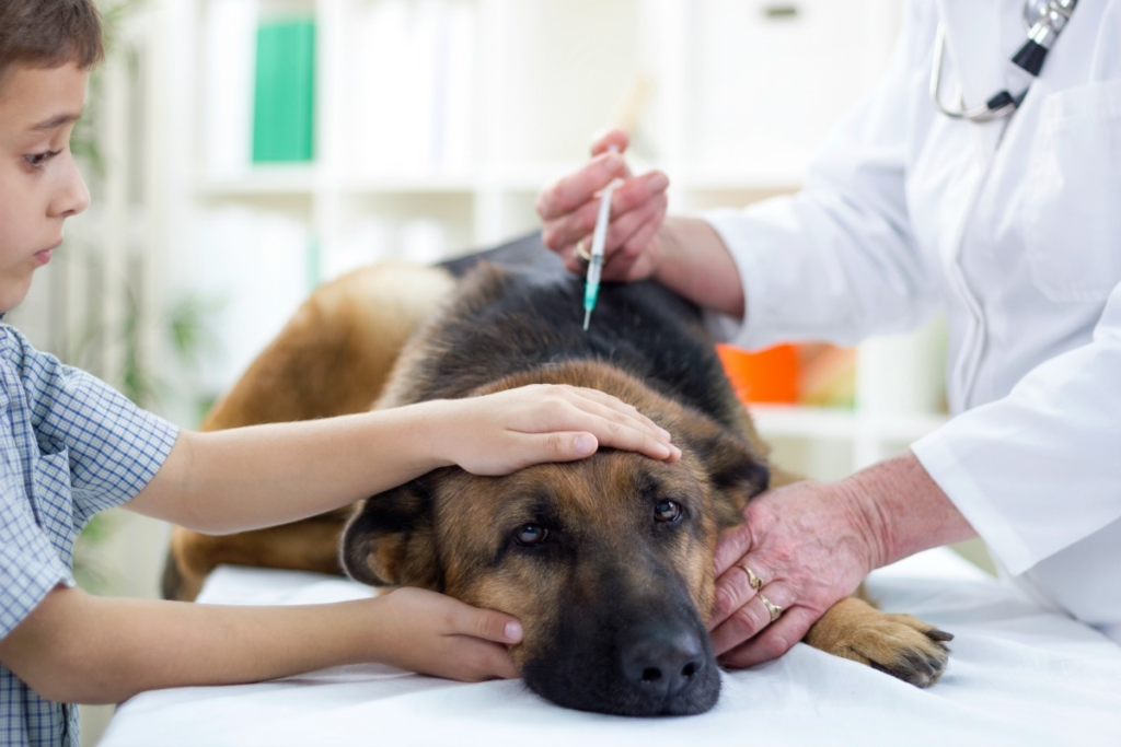 Comprehensive Guide to Pet Insurance Coverage for Euthanasia