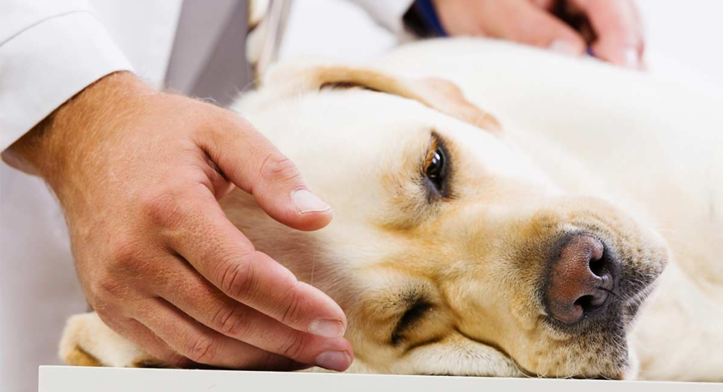 Comprehensive Guide to Pet Insurance Coverage for Euthanasia