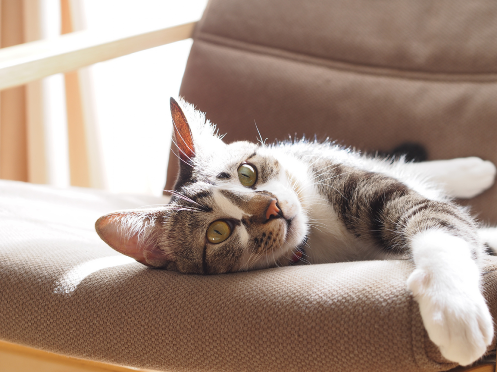 Is Pet Insurance for Indoor Cats Worth It? petsinsurances.net