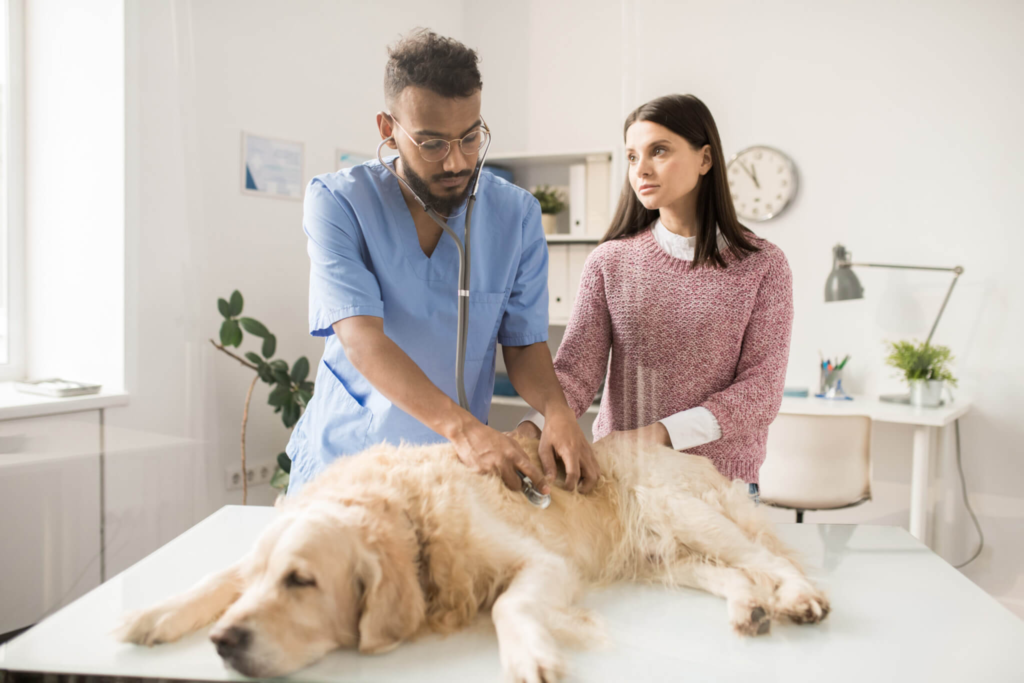 The Comprehensive Guide to Pet Owners' Veterinary Expenses