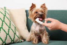 Small Dog Breeds at Highest Risk for Dental Disease