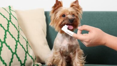 Small Dog Breeds at Highest Risk for Dental Disease