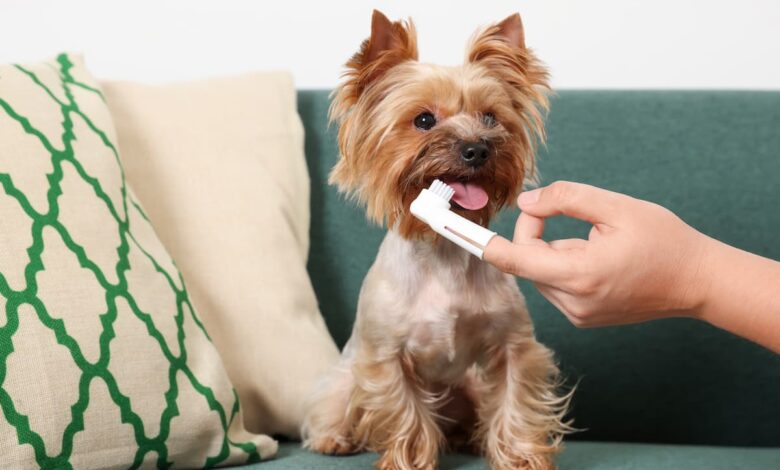 Small Dog Breeds at Highest Risk for Dental Disease