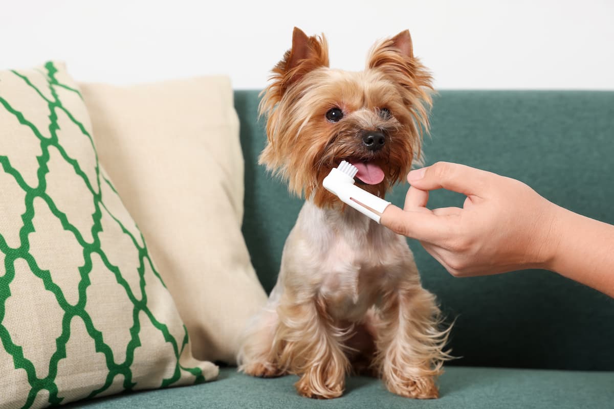 Small Dog Breeds at Highest Risk for Dental Disease