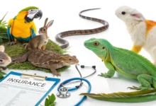 Are There Any Pet Insurance Options Specifically Tailored for Exotic Pets?